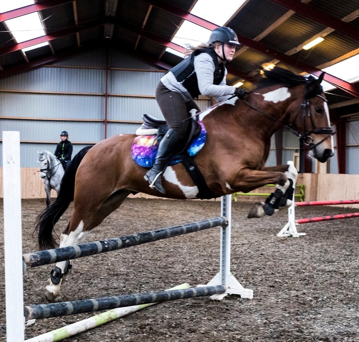 Anden særlig race Sir Lancelot - 25-04-2018 billede 6