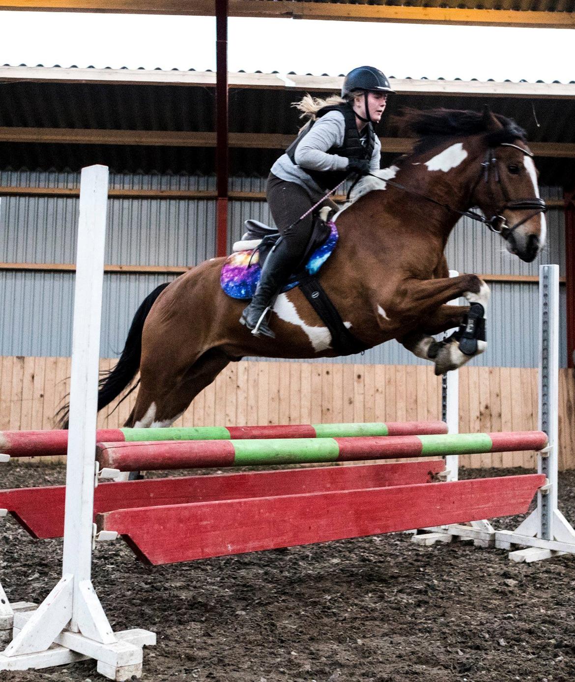 Anden særlig race Sir Lancelot - Lille springhest :D 25-04-2018 billede 1