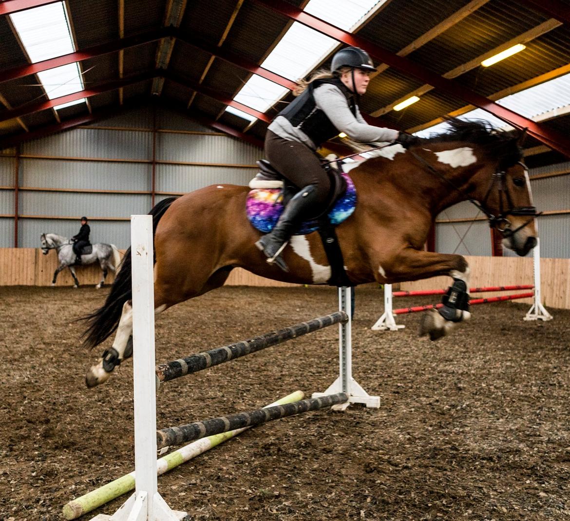 Anden særlig race Sir Lancelot - 25-04-2018 billede 9