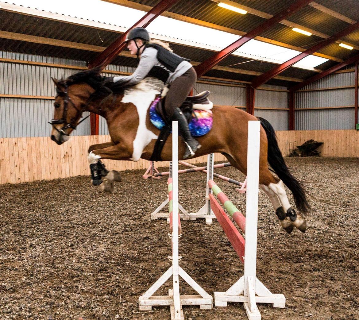 Anden særlig race Sir Lancelot - 25-04-2018 billede 11