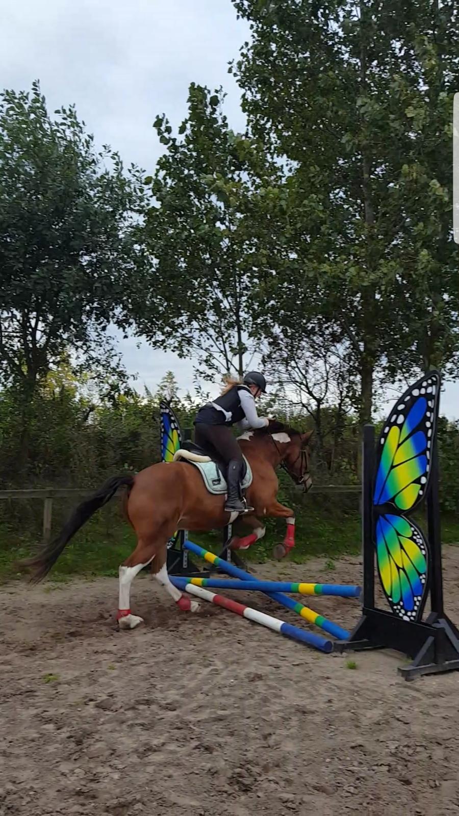 Anden særlig race Sir Lancelot - Første spring :D billede 12