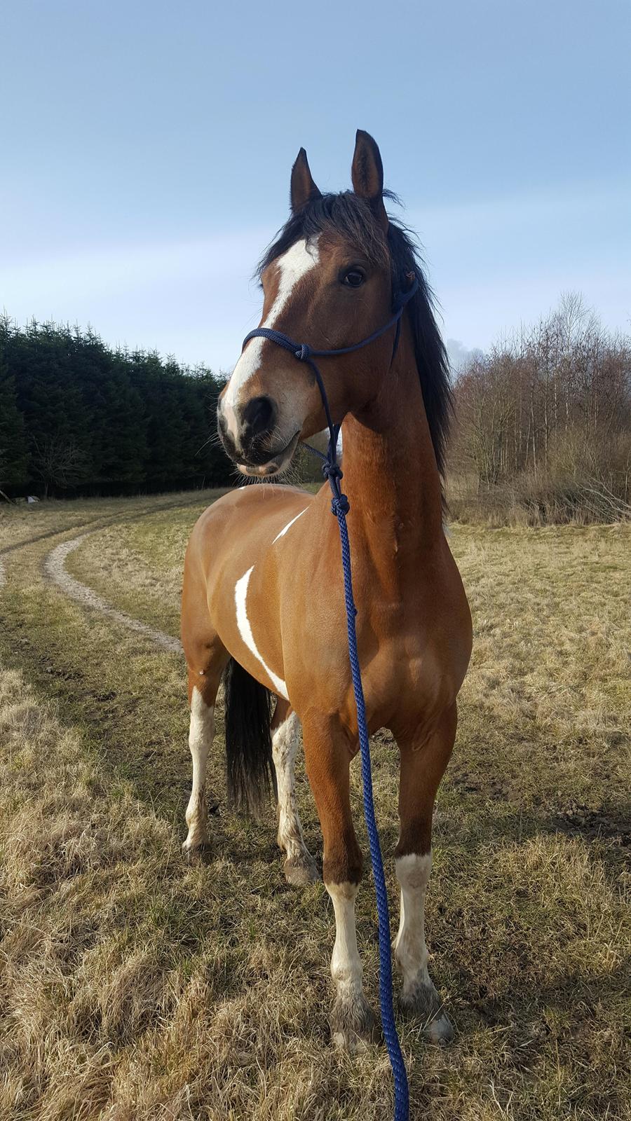 Anden særlig race Sir Lancelot billede 13