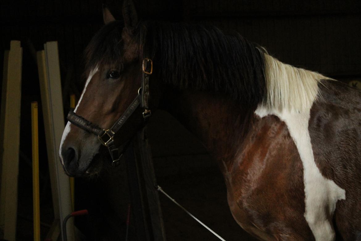 Anden særlig race Sir Lancelot billede 10