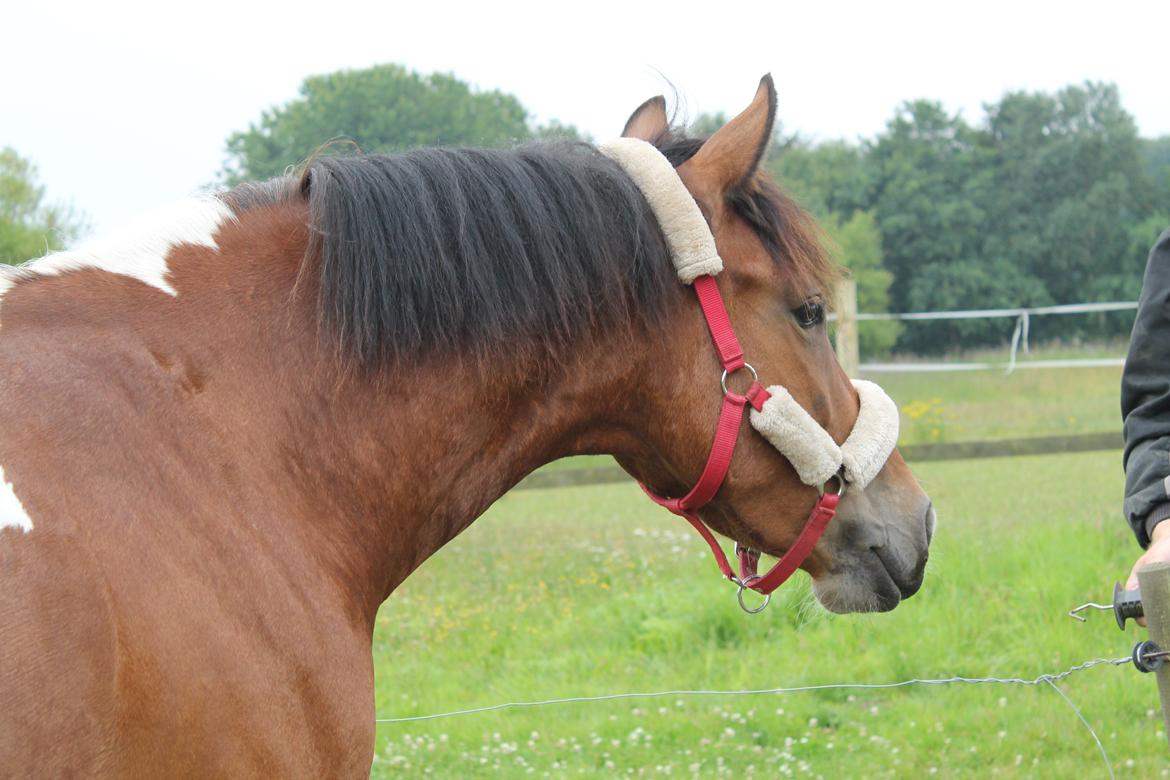 Anden særlig race Sir Lancelot billede 14