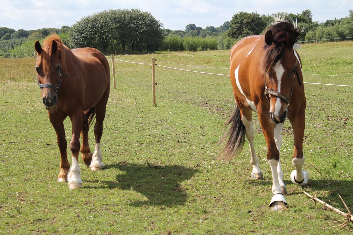 Anden særlig race Sir Lancelot - Første dag på den gamle fold med Hudson billede 2