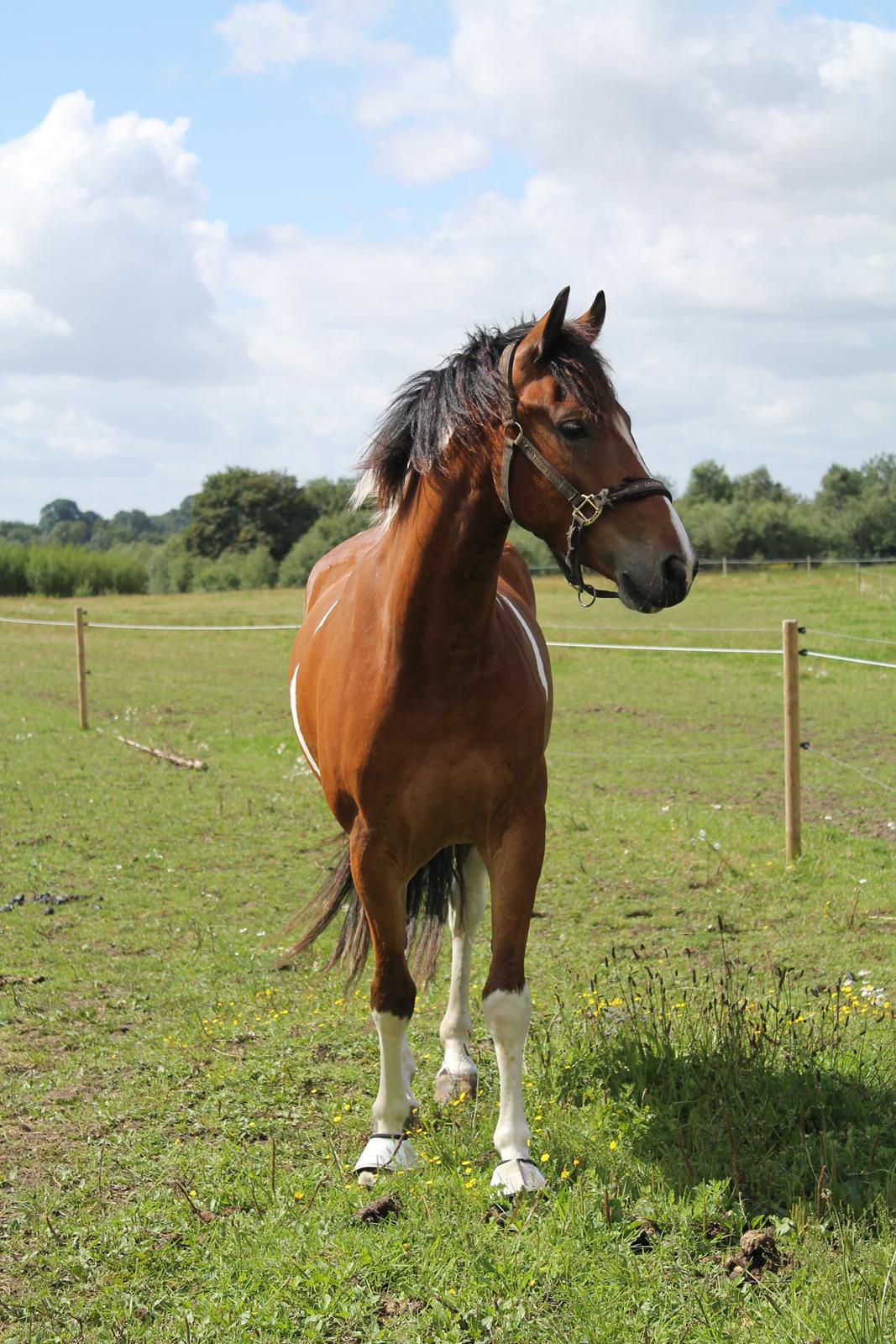 Anden særlig race Sir Lancelot billede 15
