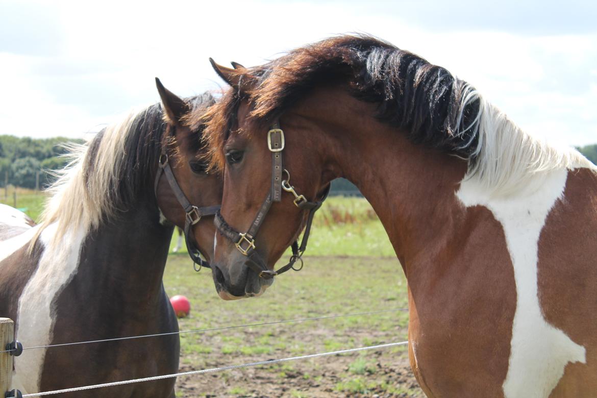 Anden særlig race Sir Lancelot - Skulle lige hen og sige hej til hopperne :p billede 4