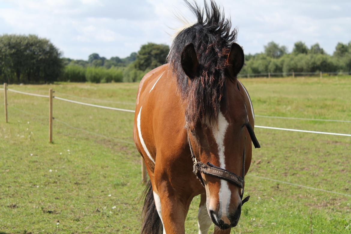 Anden særlig race Sir Lancelot billede 3
