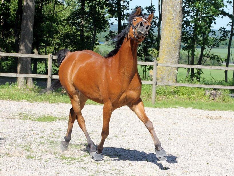 Arabisk fuldblod (OX) DY Seth El Dine billede 3