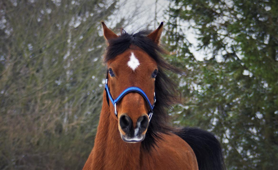 Arabisk fuldblod (OX) DY Seth El Dine billede 1