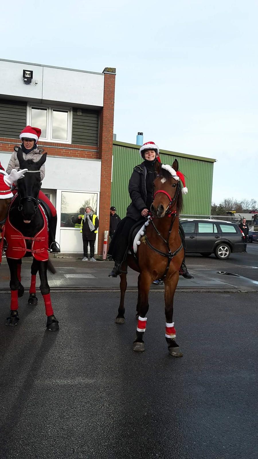 Arabisk fuldblod (OX) DY Seth El Dine billede 7