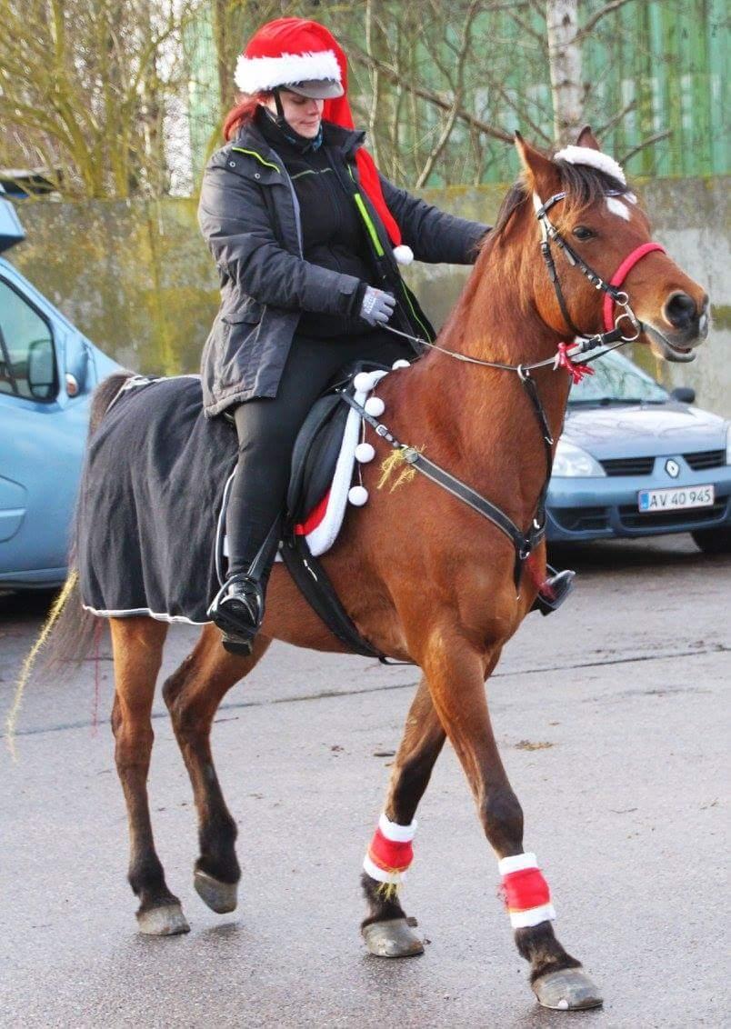 Arabisk fuldblod (OX) DY Seth El Dine billede 9