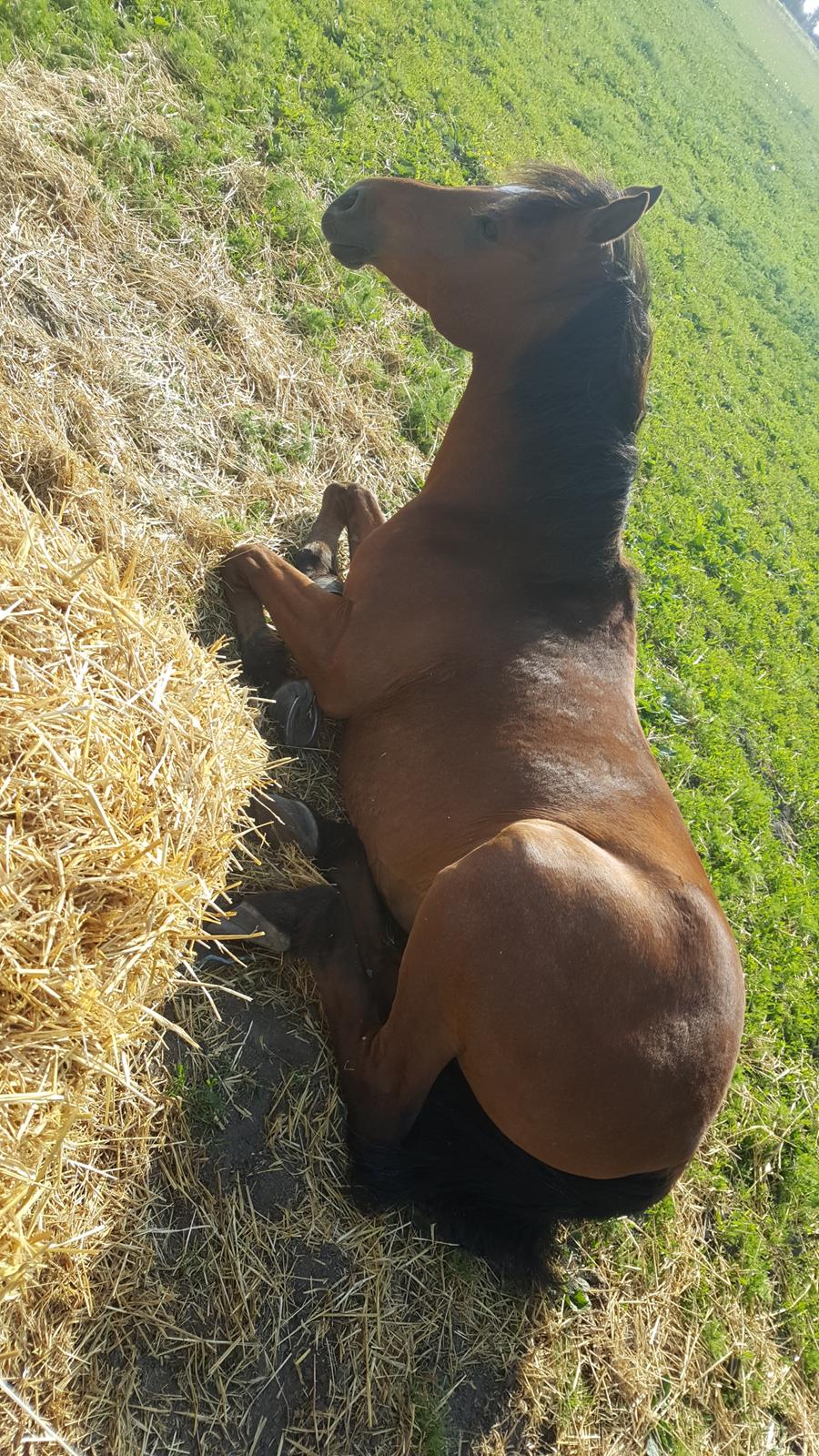 Arabisk fuldblod (OX) DY Seth El Dine billede 6