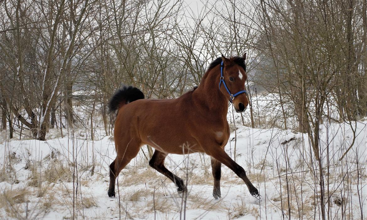 Arabisk fuldblod (OX) DY Seth El Dine billede 2