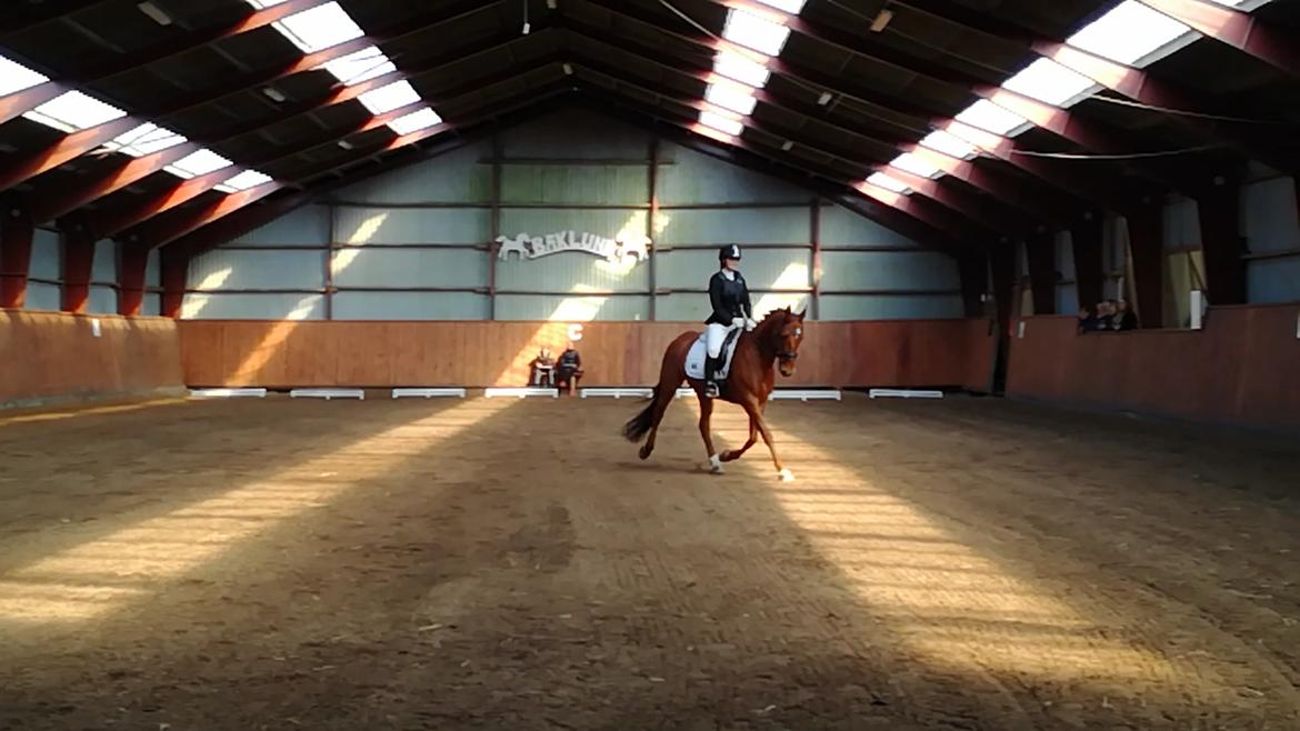 Anden særlig race Balu billede 1