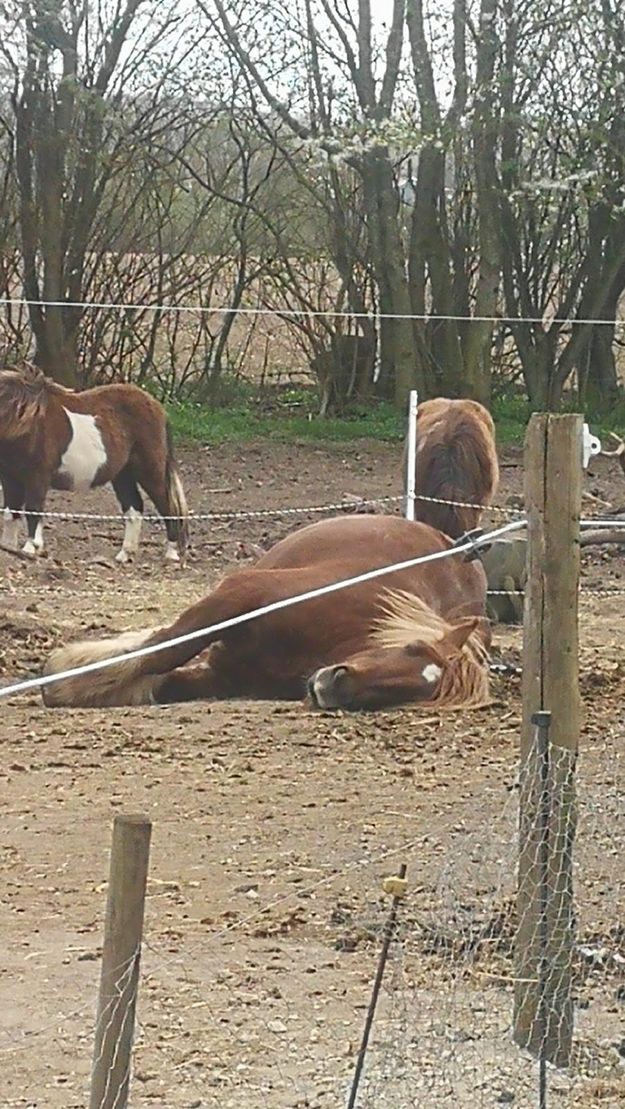 Jyde Fie tindbæklund billede 1