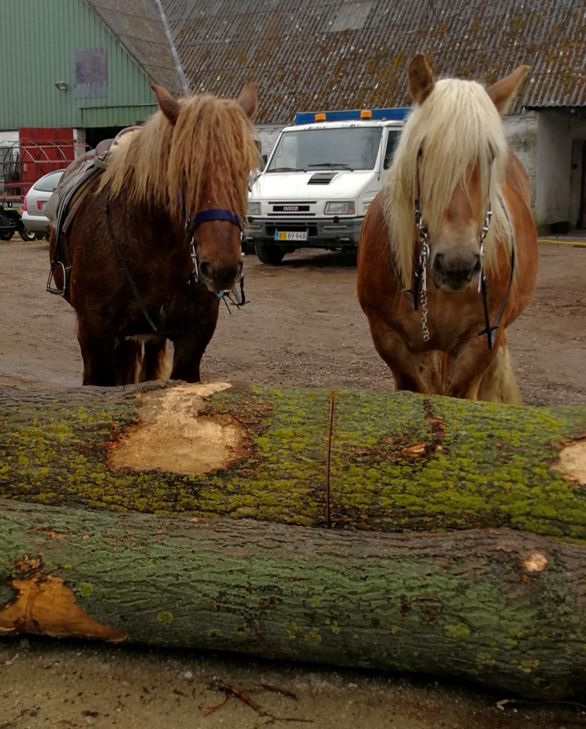 Jyde Fie tindbæklund billede 4