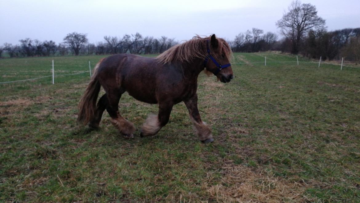 Jyde Fie tindbæklund billede 5