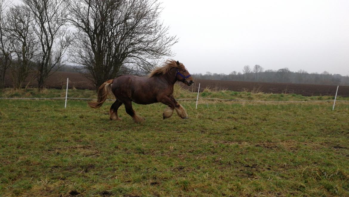 Jyde Fie tindbæklund billede 6