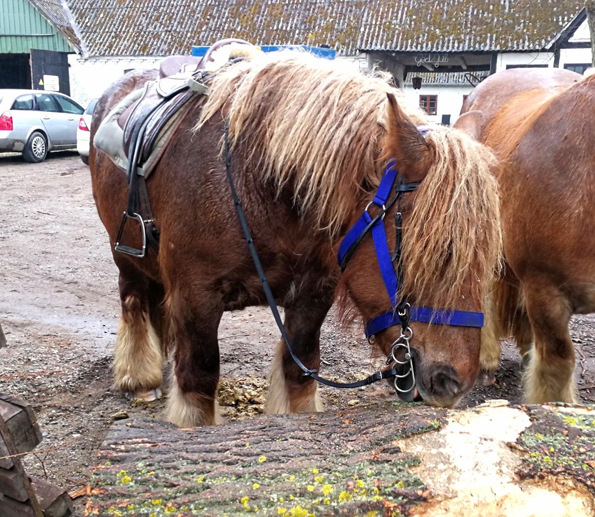 Jyde Fie tindbæklund billede 2