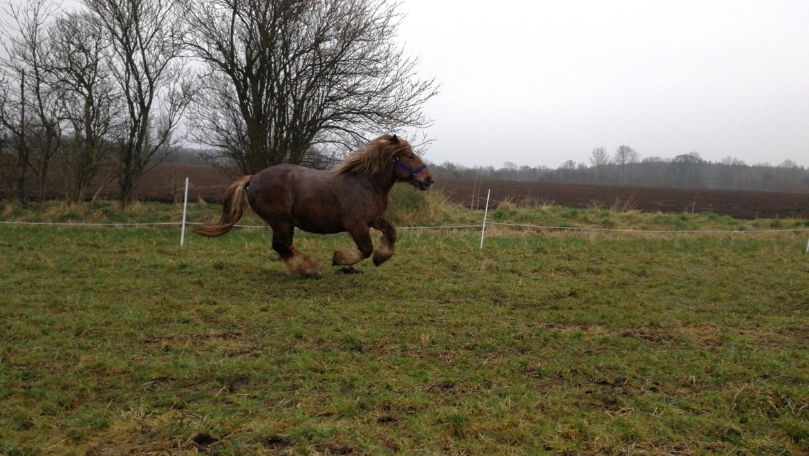 Jyde Fie tindbæklund billede 7