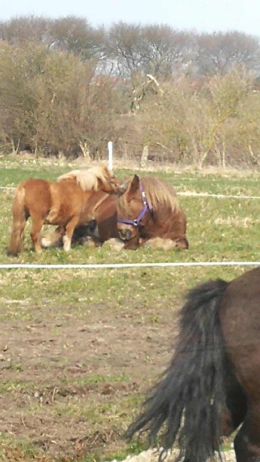 Jyde Fie tindbæklund billede 10