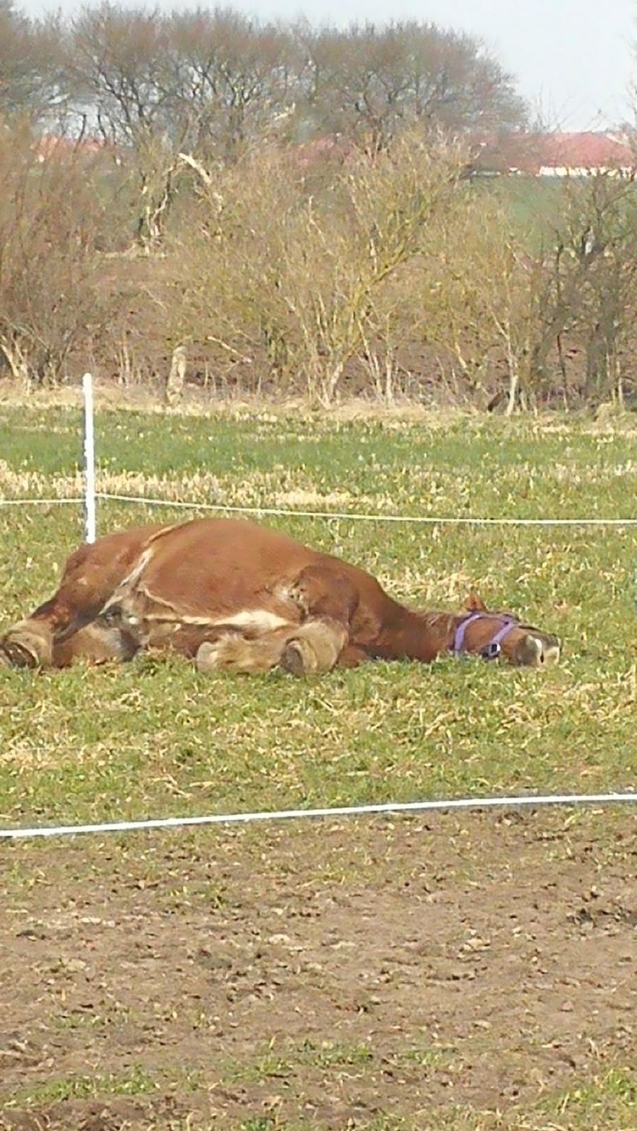 Jyde Fie tindbæklund billede 11