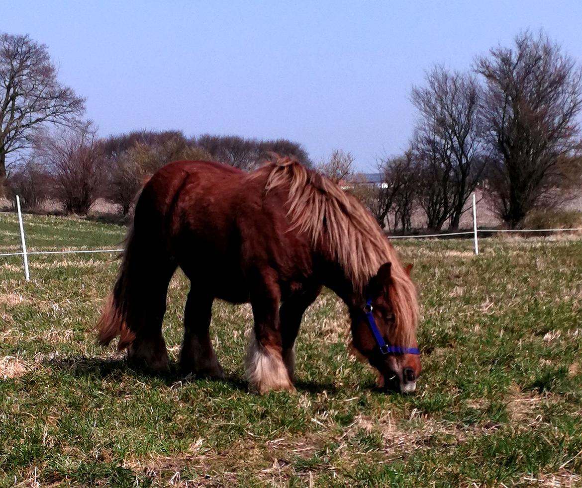 Jyde Fie tindbæklund billede 13