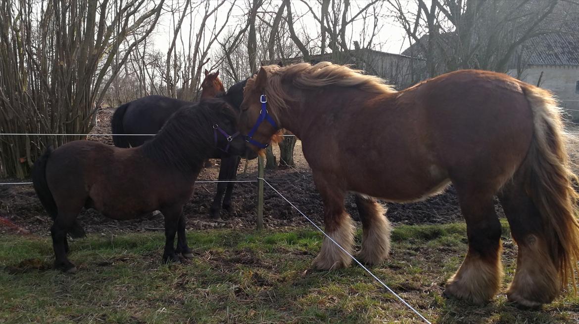 Jyde Fie tindbæklund billede 9
