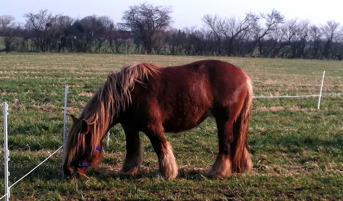 Jyde Fie tindbæklund billede 14