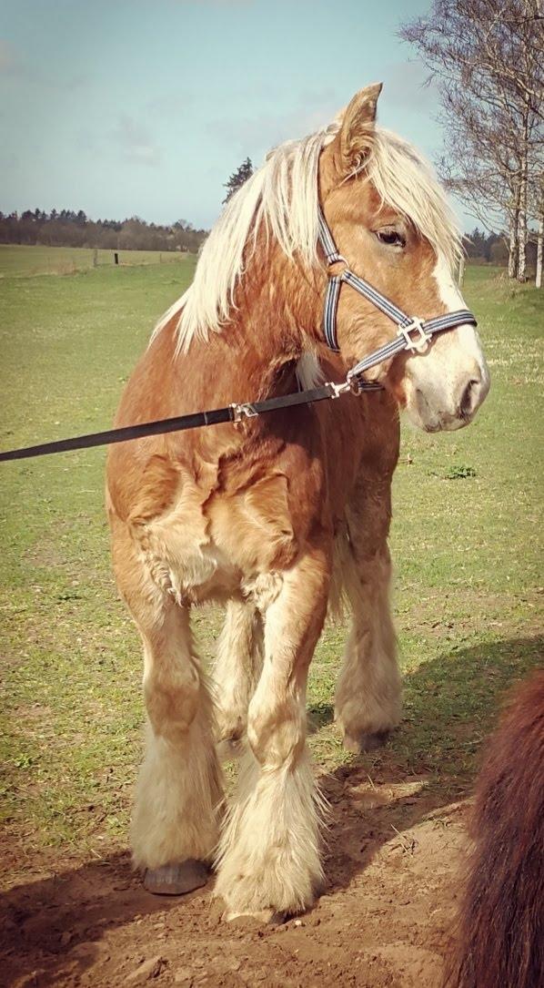Jyde Triton Tindbæklund billede 16
