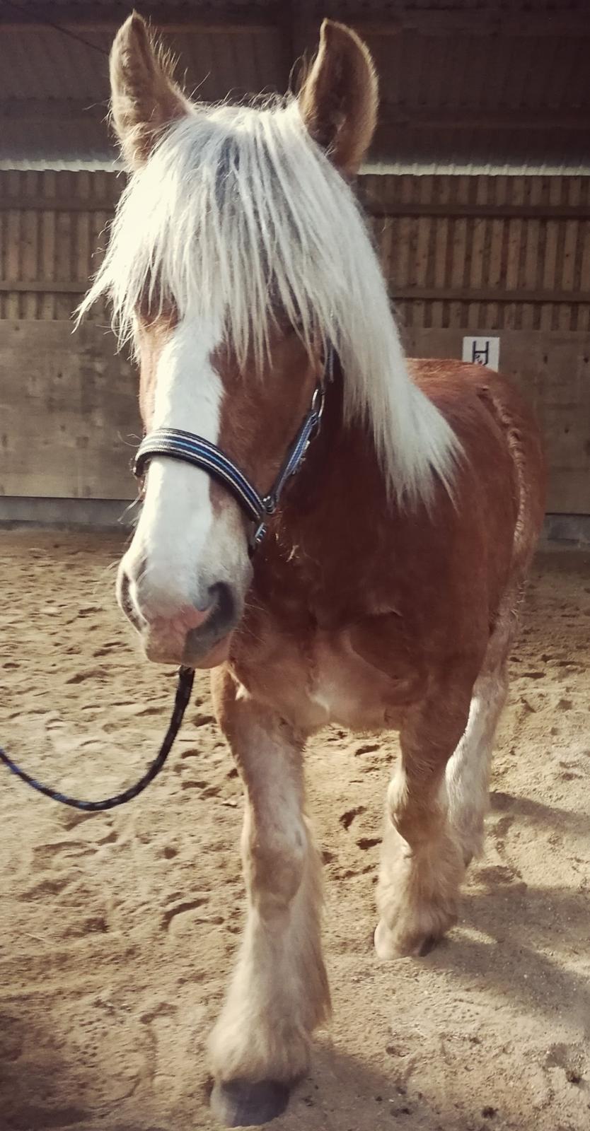 Jyde Triton Tindbæklund billede 17