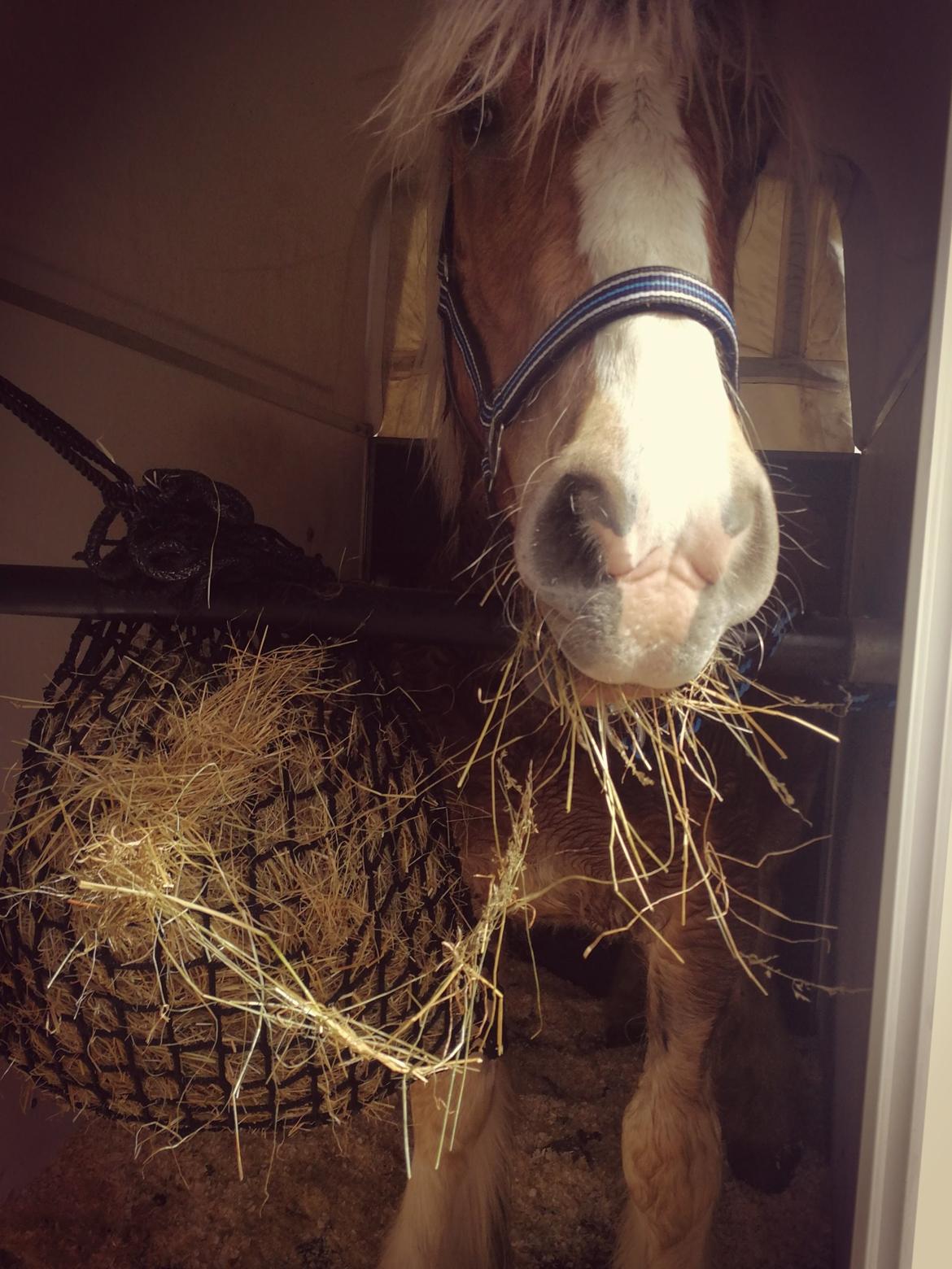 Jyde Triton Tindbæklund - på vej hjem billede 18