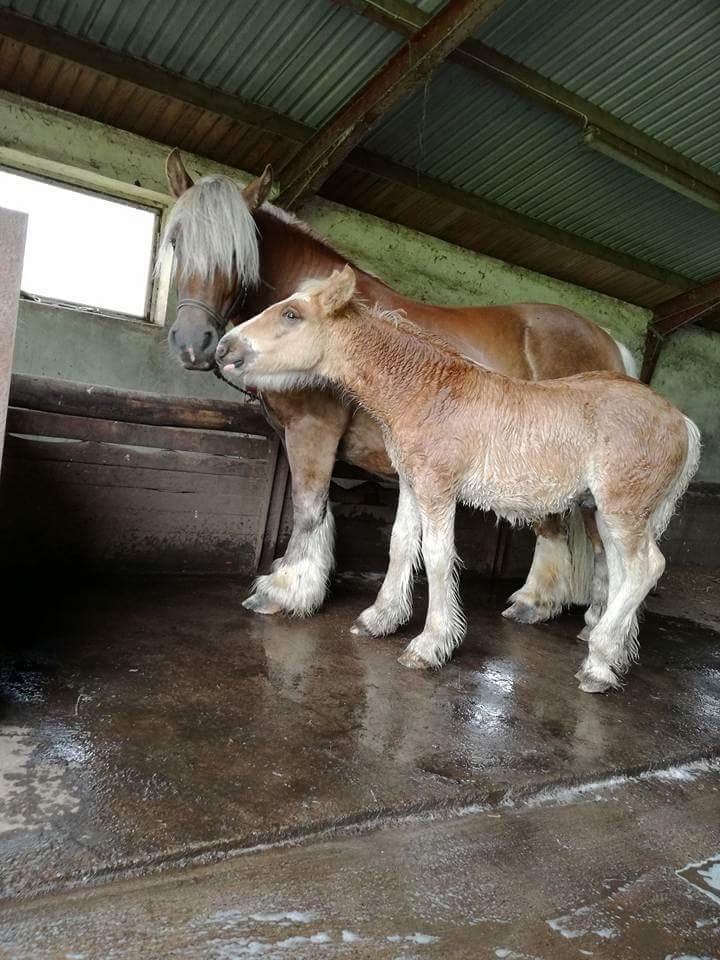 Jyde Triton Tindbæklund - bliver gjort klar til dyrskue med mor fionia tindbæklund billede 20