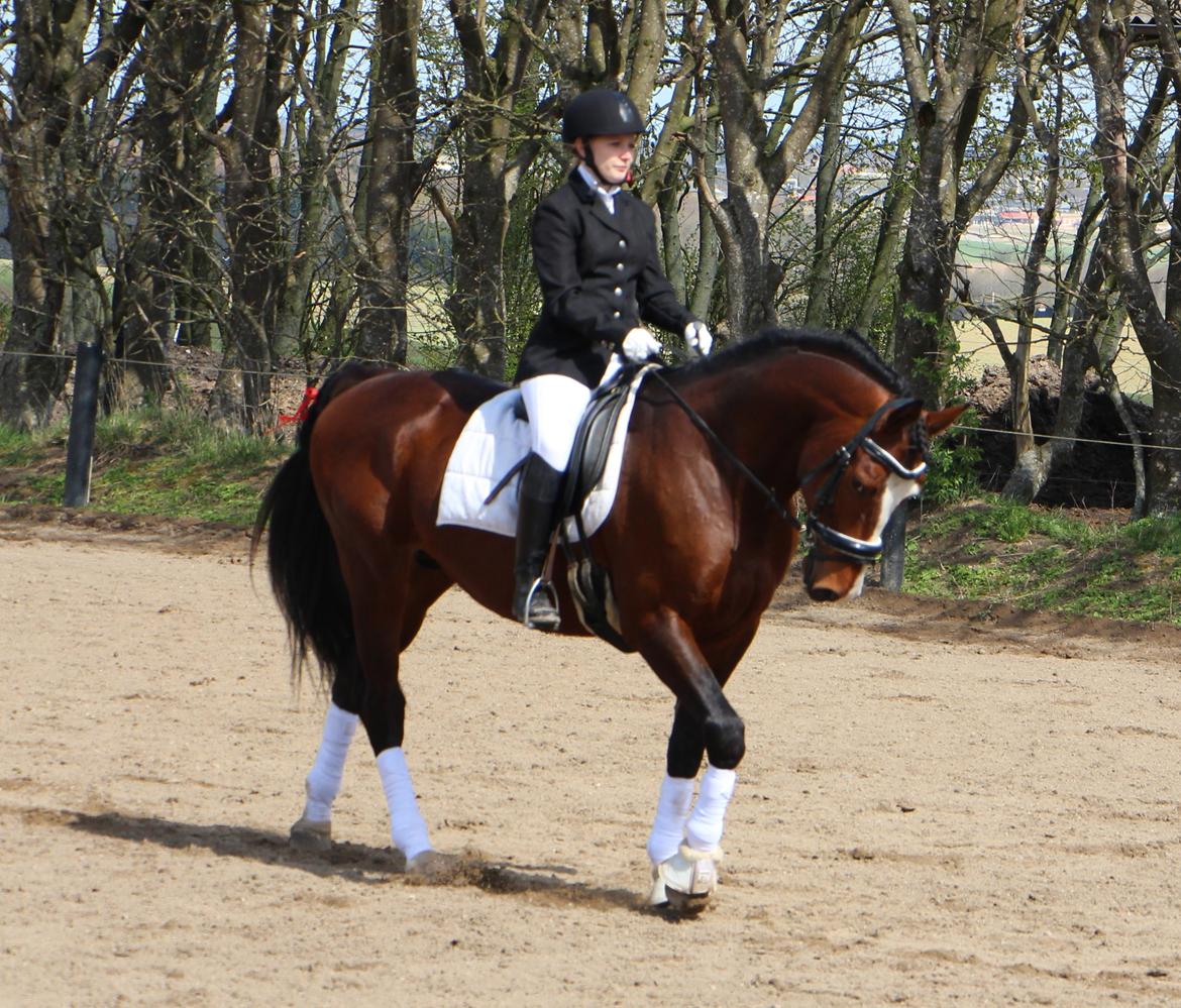 Dansk Varmblod Santos billede 8