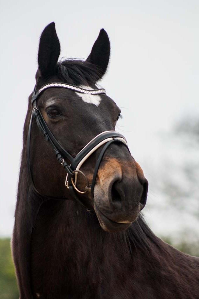 Oldenborg Bianca  billede 7