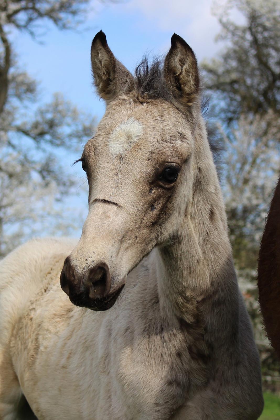 Welsh Partbred (Sec F) Melander Jack Sparrow billede 1