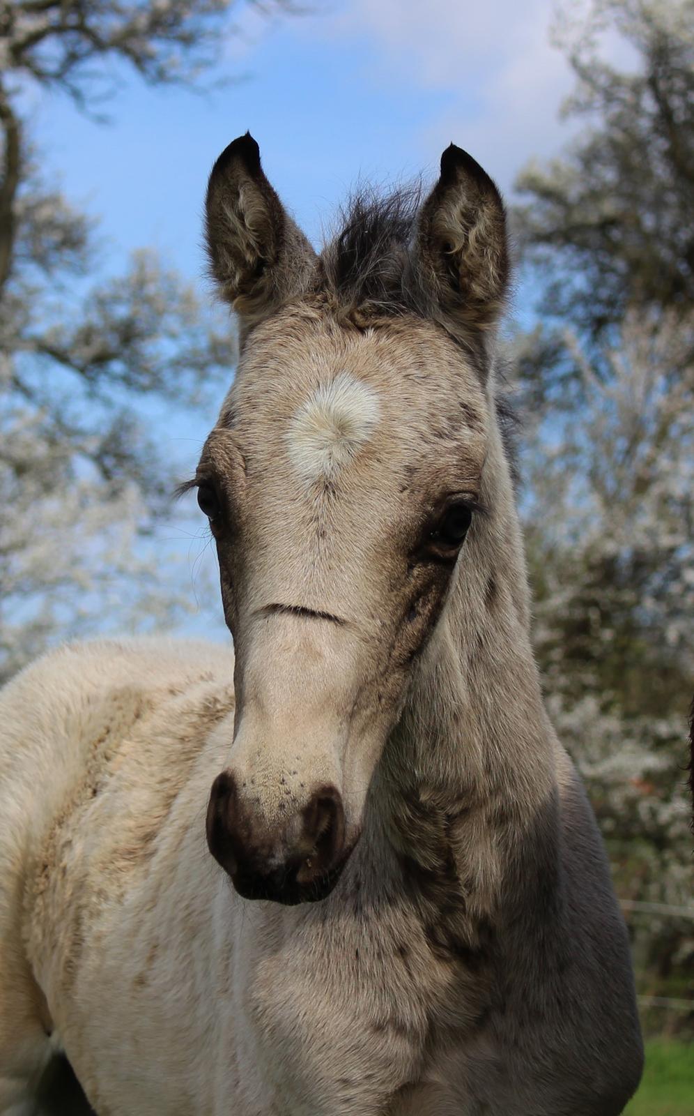 Welsh Partbred (Sec F) Melander Jack Sparrow billede 2