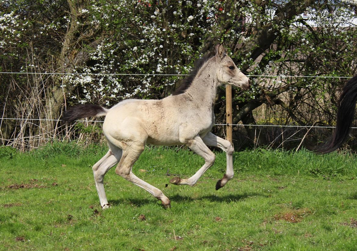 Welsh Partbred (Sec F) Melander Jack Sparrow billede 3