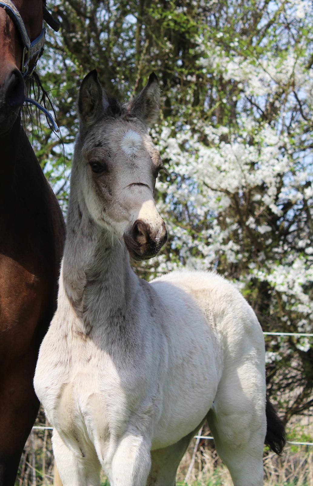 Welsh Partbred (Sec F) Melander Jack Sparrow billede 6