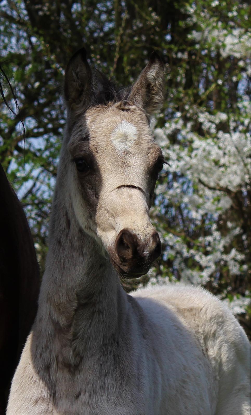 Welsh Partbred (Sec F) Melander Jack Sparrow billede 8