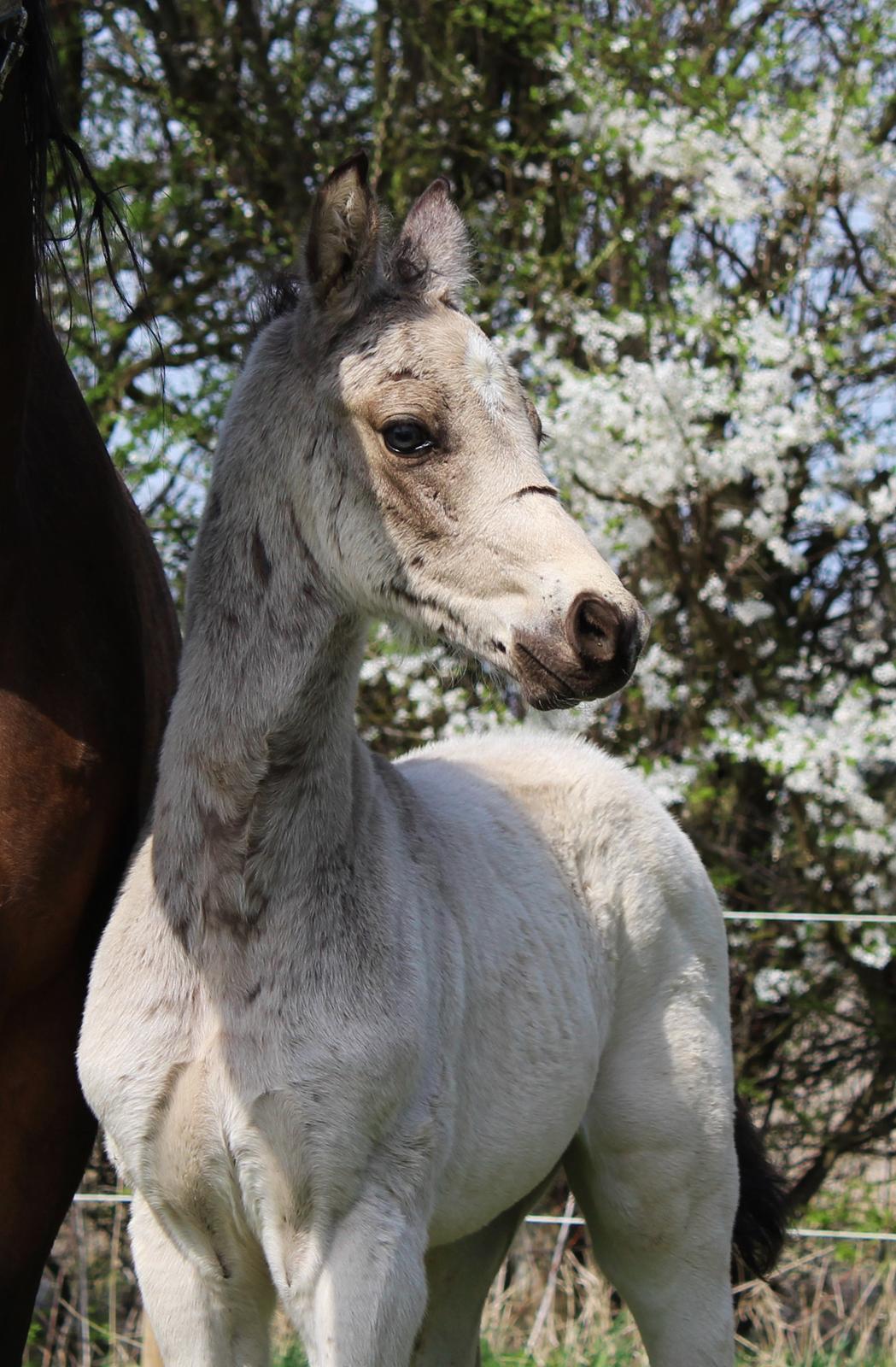 Welsh Partbred (Sec F) Melander Jack Sparrow billede 7