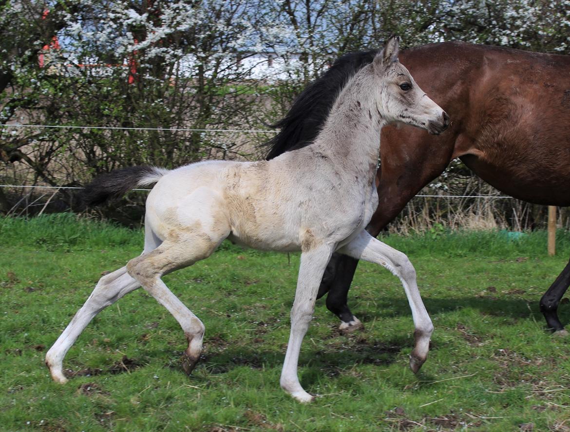 Welsh Partbred (Sec F) Melander Jack Sparrow billede 10