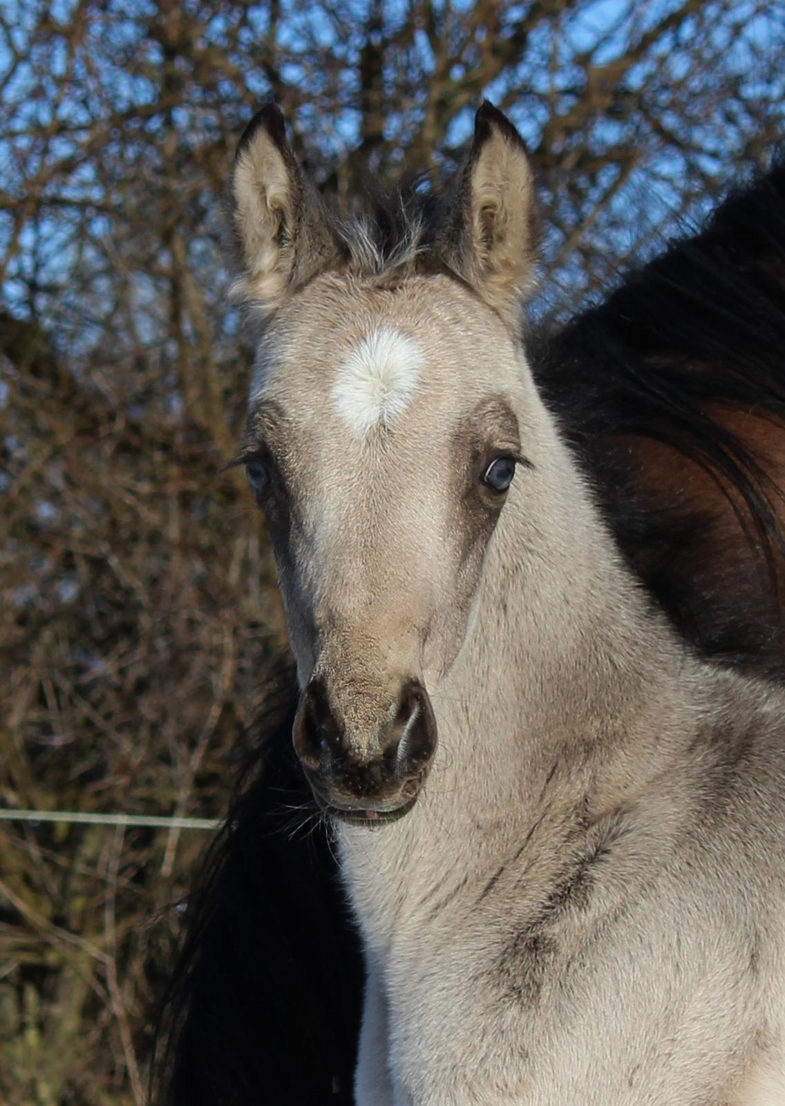 Welsh Partbred (Sec F) Melander Jack Sparrow billede 13