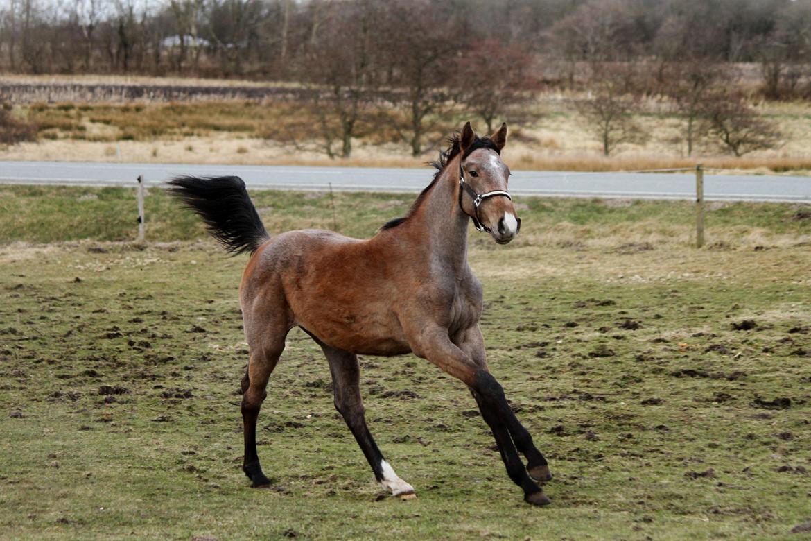 Dansk Varmblod Rosengårdens Prima Donna billede 6