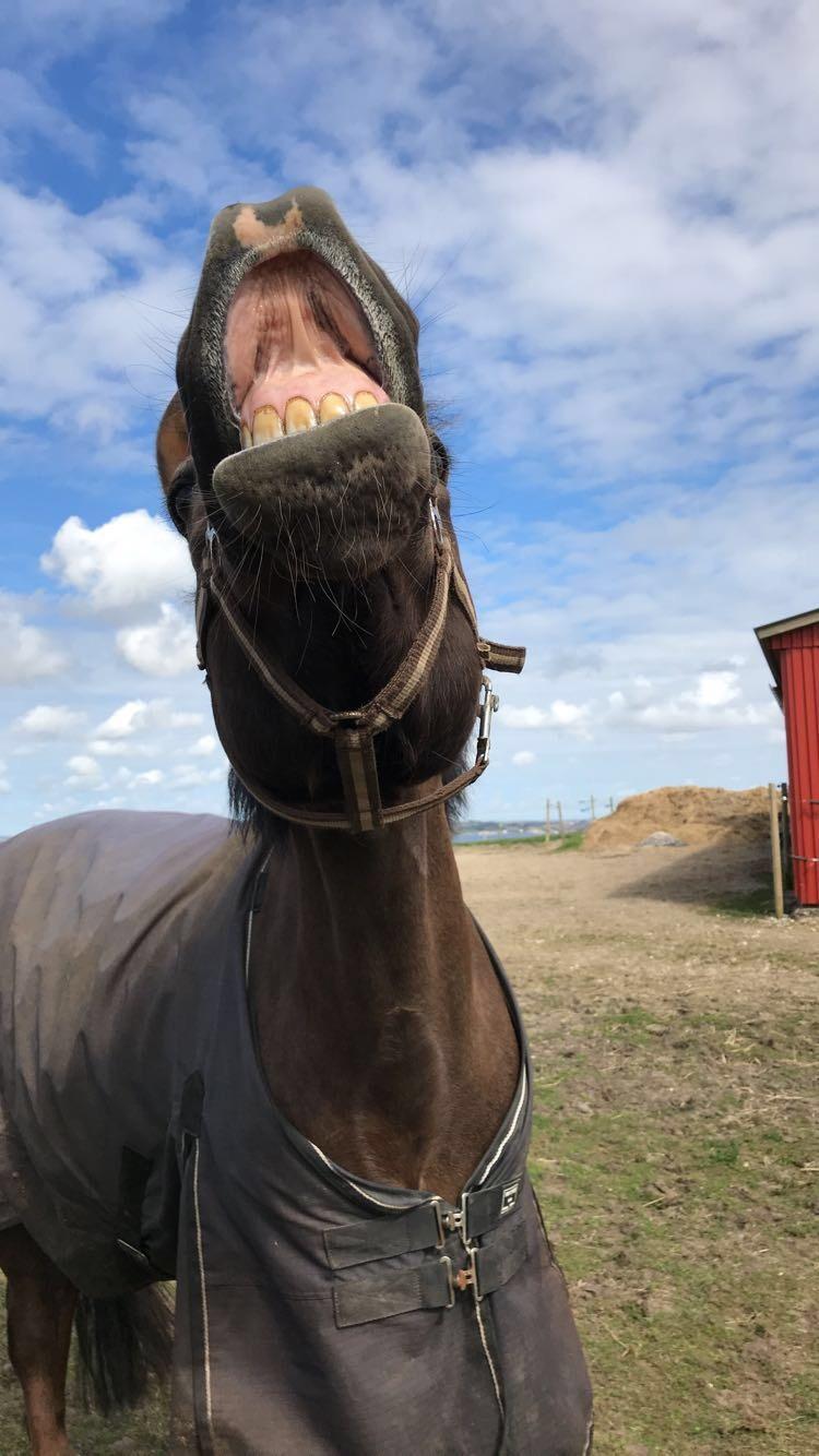 New Forest Elmholts Filicia - Hvad skal jeg sige, min hest er ikke helt normal♥ billede 7