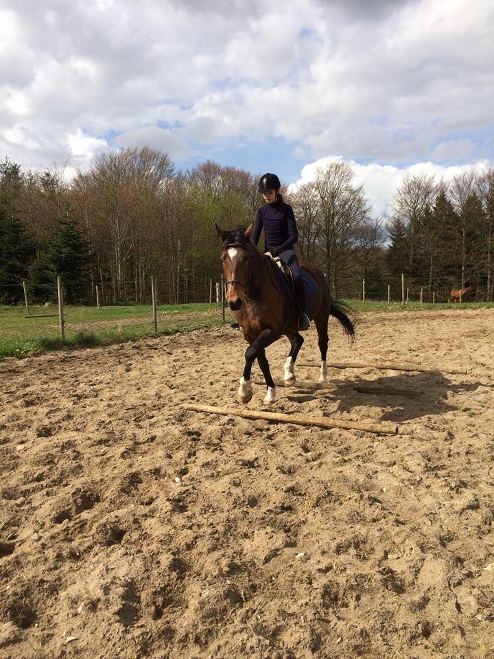 Dansk Varmblod Sunday Silence  - Min søster & Sunday - 27/4 18 billede 19