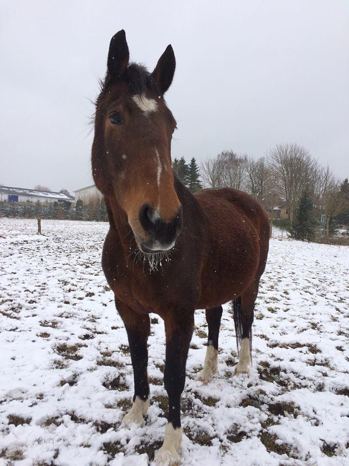 Dansk Varmblod Sunday Silence  - I sneen - 29/3 18 billede 2