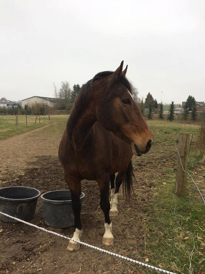 Dansk Varmblod Sunday Silence  - Tak for kigget :) billede 20