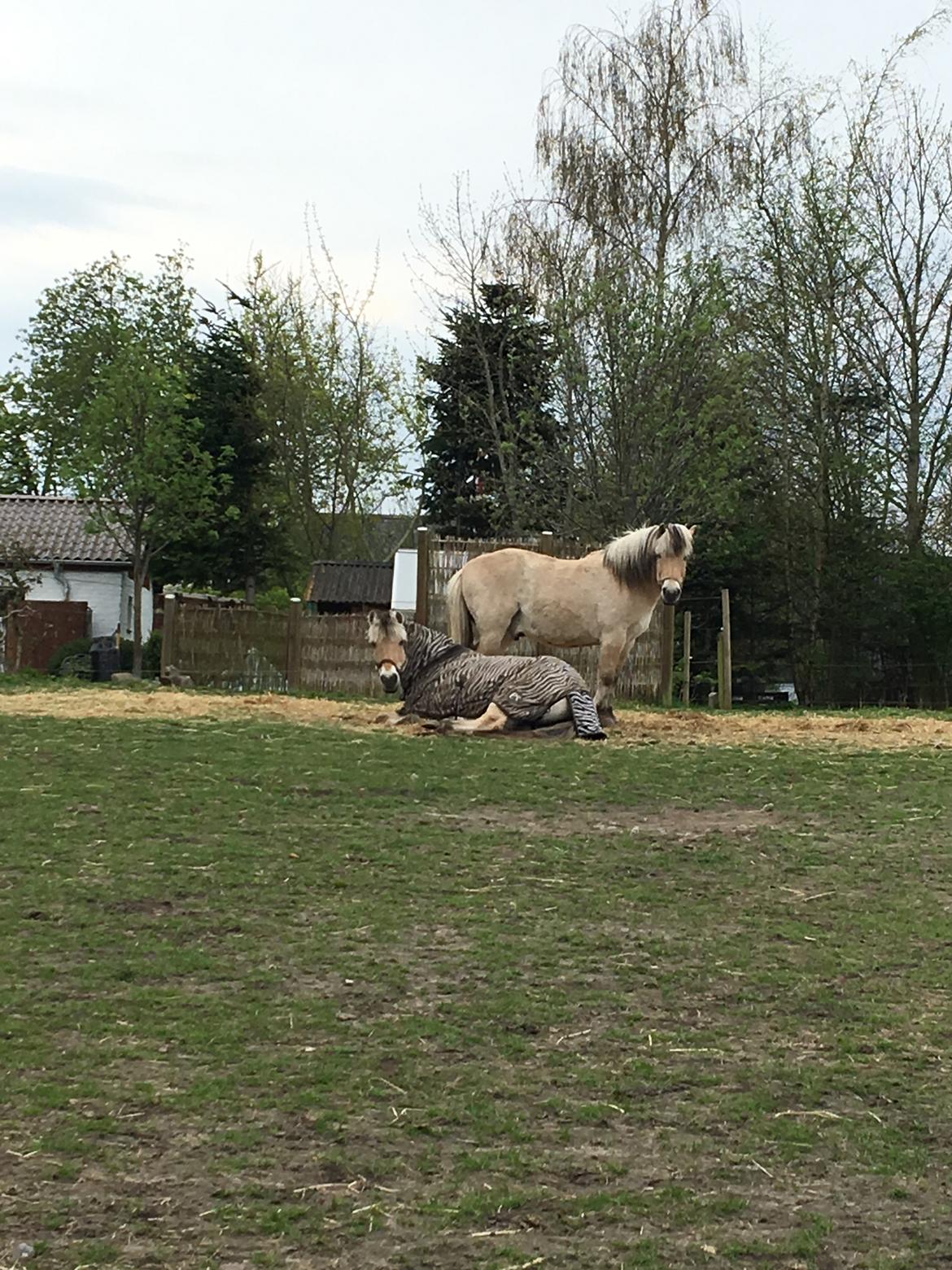 Fjordhest Sasja billede 16